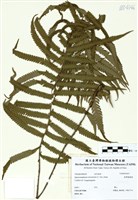 藏品(臺灣圓腺蕨)的圖片